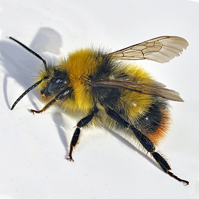 Bombus pratorum, Early Bumblebee